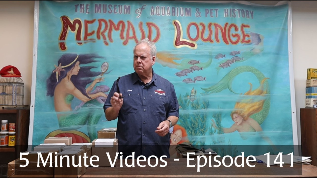 5 Minute Videos - Episode 141