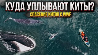 Как мы спасали китов с WWF? Нападение косаток. Куда исчезли гренландские киты? Шантарские острова