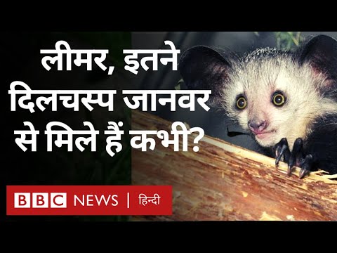 वीडियो: क्या लेमूर में बर्फ पड़ती है?