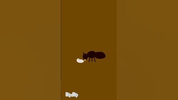 Basically Ant Life (sorry about the glitching!)