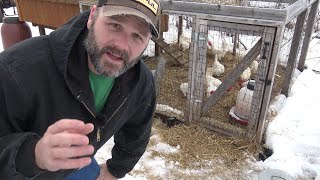 DO CHICKENS NEED HEAT IN THE WINTER?  YOU MIGHT BE SURPRISED!