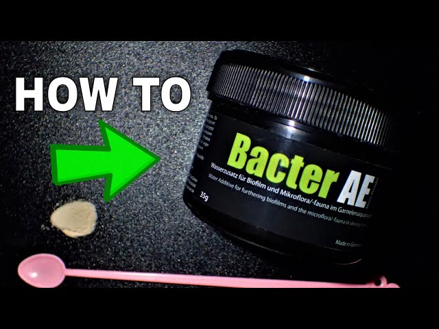 How To Use Bacter AE: FANTASTIC If Used Properly (Tutorial) 