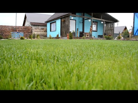 Видео: Распространится ли недавно посаженная трава?