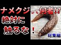 【ゆっくり】ナメクジを舐めるな！食べると昏睡する危険生物の生態とは⁉【総集編】