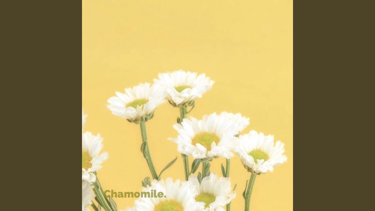 Watch Chamomile on YouTube Watch Chamomile on YouTube