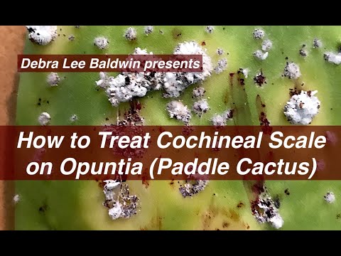 Video: Cochineal Scale là gì: Tìm hiểu về Điều trị Cochineal Scale