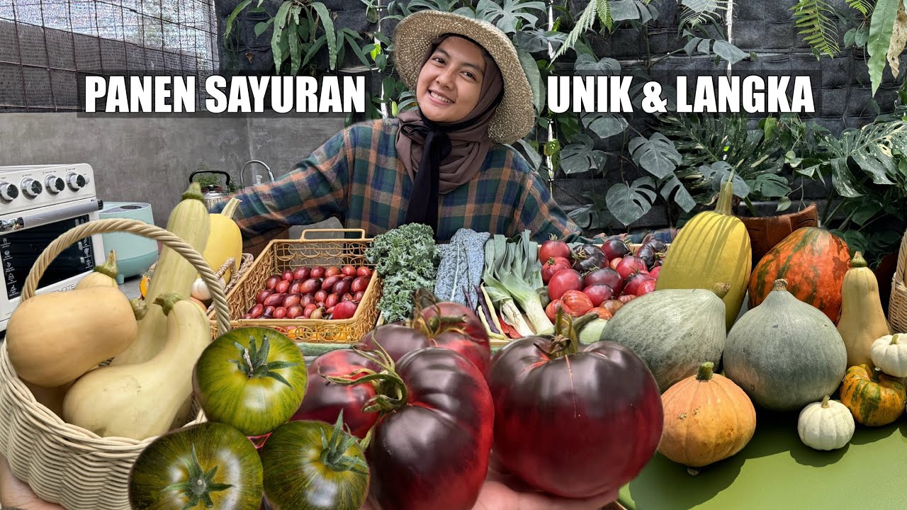 PANEN SAYURAN LANGKA! LABU & TOMAT IMPORT WARNA-WARNI! Gak Nyangka Bisa Tumbuh di Sini!🥰
