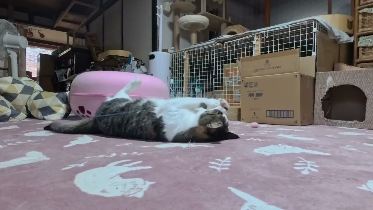 Former stray cats hanging out on the first floor: Komame