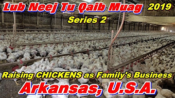 Tu Qaib Muag - Raising CHICKENS as Family