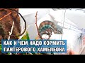 Хамелеон Пантеровый — Кормление