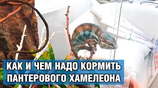 Хамелеон Пантеровый - Кормление