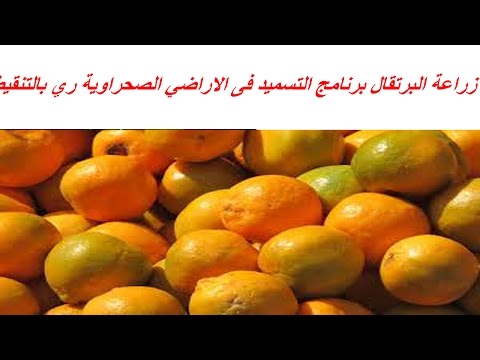 زراعة البرتقال برنامج التسميد فى الاراضي الصحراوية ري بالتنقيط