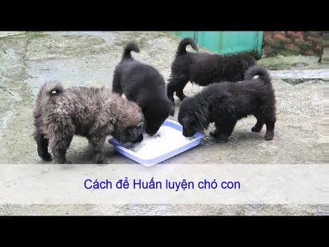 Video: Cách Dạy Chó Ra Lệnh - 