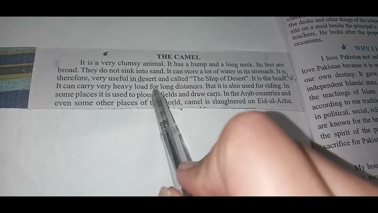 Essay The Camel