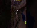 All challenges combined  #animalcompany #gorillatag #vrgame #vr #gorillatagquest #memes