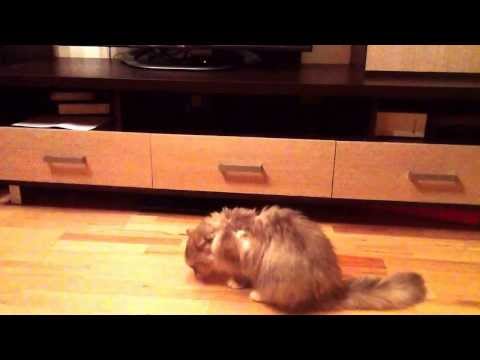 Video: Kraiko Dresavimo Kačiukai: Paprasti Patarimai, Kaip Mokyti Kačių Puodus
