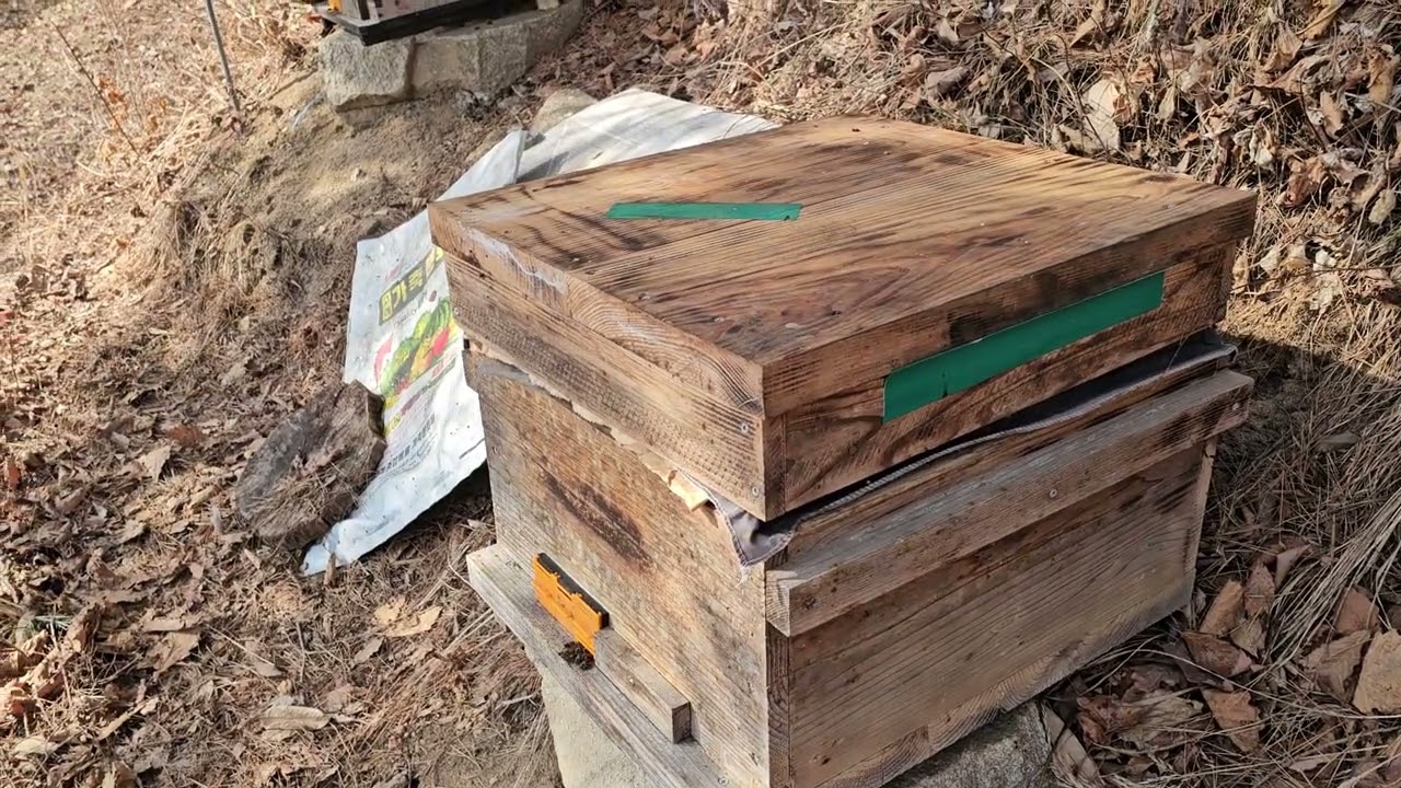 토종벌 2월 21일 봄벌 깨워습니다