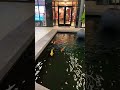 Fuente de Peces