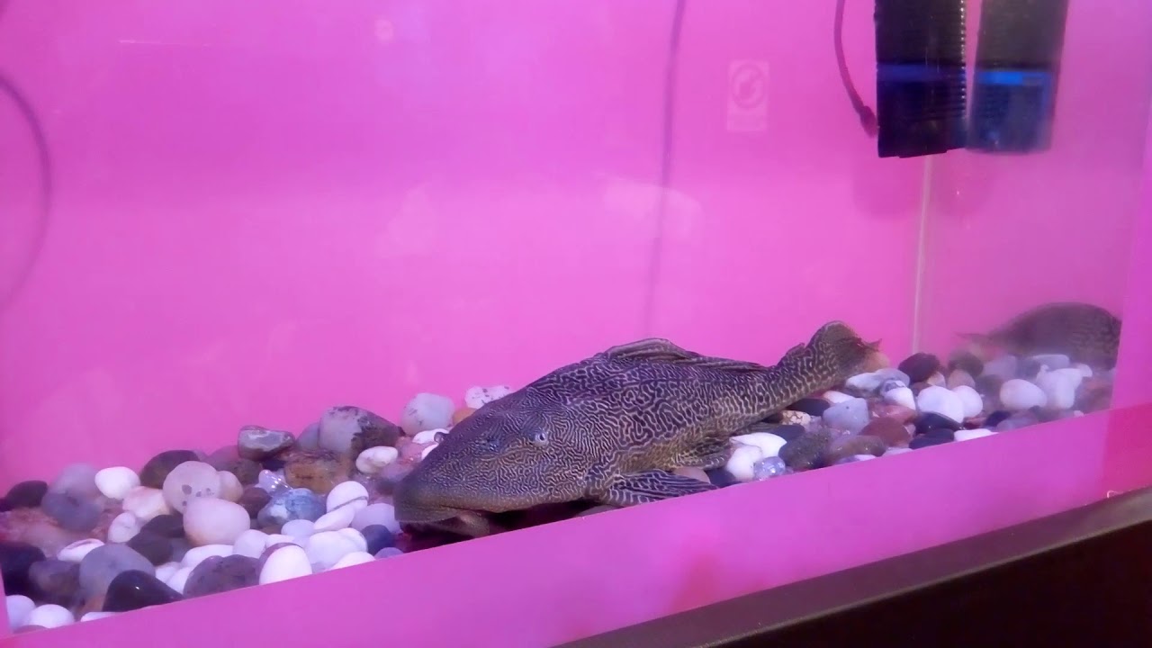 Water World 9 YouTube water-world-9-youtube