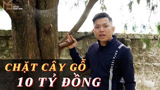 Chặt Thử Cây Gỗ Hoàng Đàn To Nhất Tại Việt Nam Trị Giá 10 Tỷ | Đồ Gỗ Mạnh Sơn