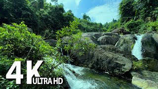 Peaceful nature sounds - Amazing Beautiful Nature Scenery with Birds songs and Forest Stream sounds