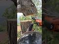 『テーダマツの伐採』25トンラフター吊り切り Husuqvarna 550XP stihl ms500i #shorts #automobile #woodworking #伐採