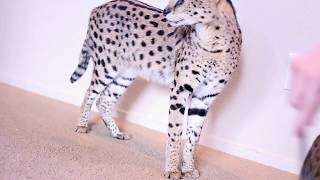 DO YOU WANT A PET SERVAL?