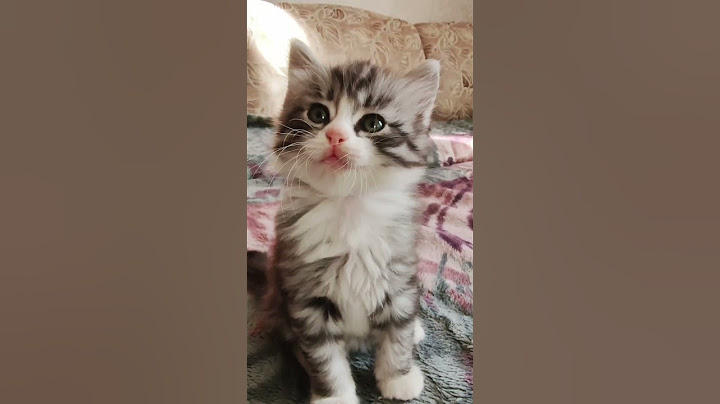 Самый милый питомец #cat #sabi #cute #мяу #котенок