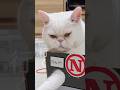 謎の乗り物にみっちみちな猫が可愛すぎたｗ #猫 #youtubeショート