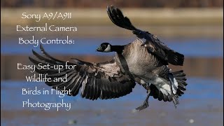 Sony A9/A9II External Camera Body Controls & Easy Setup for Birds in Flight and Wildlife Photography