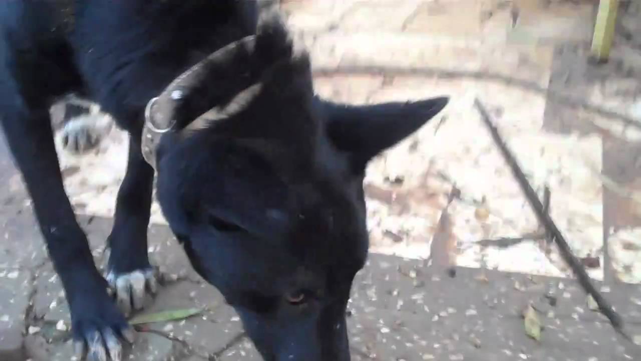 ‫סתומית אומצה‬‎ - YouTube