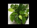 Anubia barteri nana gold  plante daquarium en vente chez aqua service