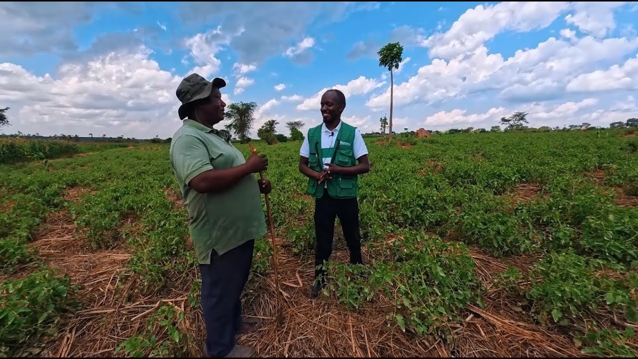 Real Farmer Support: Visiting Mr. Magambo in Nakaseke | Tomato Disease & Farming Tips