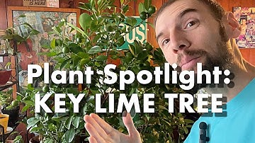 Plant Spotlight: the AMAZING Key Lime Tree - Basic key lime tree care for indoors!