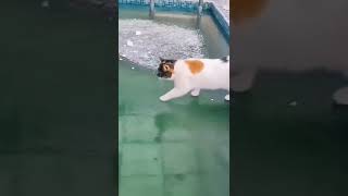 #short #cat #2022 #baby #cute #v#tiktok