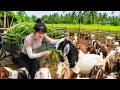 [TIMELAPSE] -- 479 Days Harvesting A Lot Of Goat, Big Turkey Go To Village Market Sell