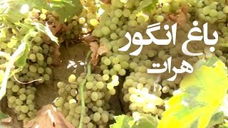 Afghan Garden - Grapes Garden in Herat / باغ انگور در هرات