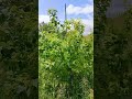 дорога в деревне