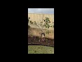 Dog on Easter Hunt in the Garden 2020