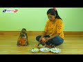 Brother And Sister Baby Monkey KAKO Sit On Line Waiting Mom Prepare Fruits