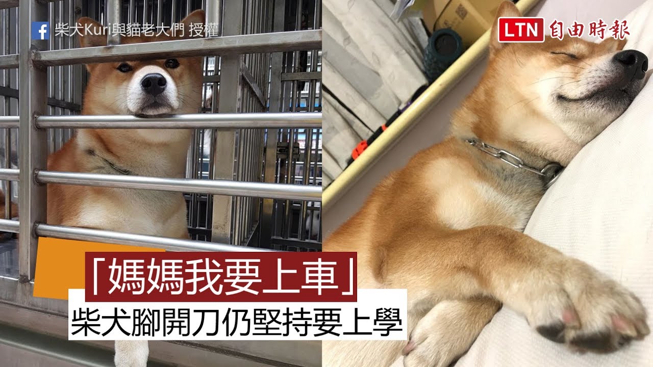 媽媽我要上車 柴犬腳開刀仍堅持要上學 Youtube