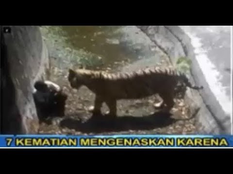 Kematian Yang Mengenaskan Karena Hewan  Buas  On The Spot 