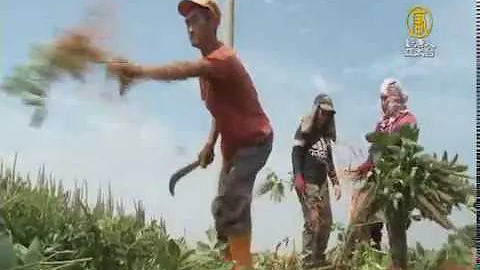 台廠開發切片 磨粉通天草 縮短熬煮時間｜通天草｜狗尾草｜通天草茶包｜狗尾草雞湯｜【新唐人/NTD】 - 天天要聞