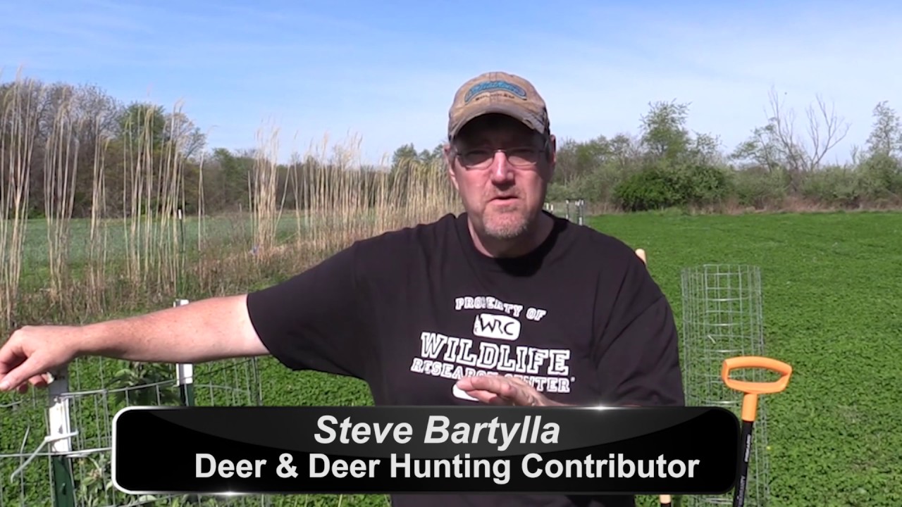 Do Deer Eat Persimmon Trees Quick Answer Musicbykatie
