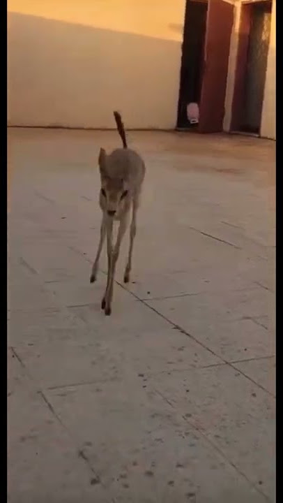 #غزال #صغير #كيوت #ماشاءالله #اكبسلور #السعودية #love #freefire