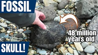 Another fossil skull - it could be the missing piece! [rare marlin fossil]