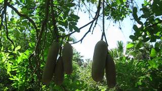 Kigelia africana Sausage Fruit Tree at McKee Botanical Gardens