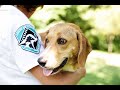 American humane hollywood program overview