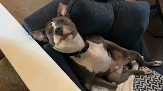 Pet Sitter Charged With Animal Cruelty After Fatally Shooting Dog In Nj