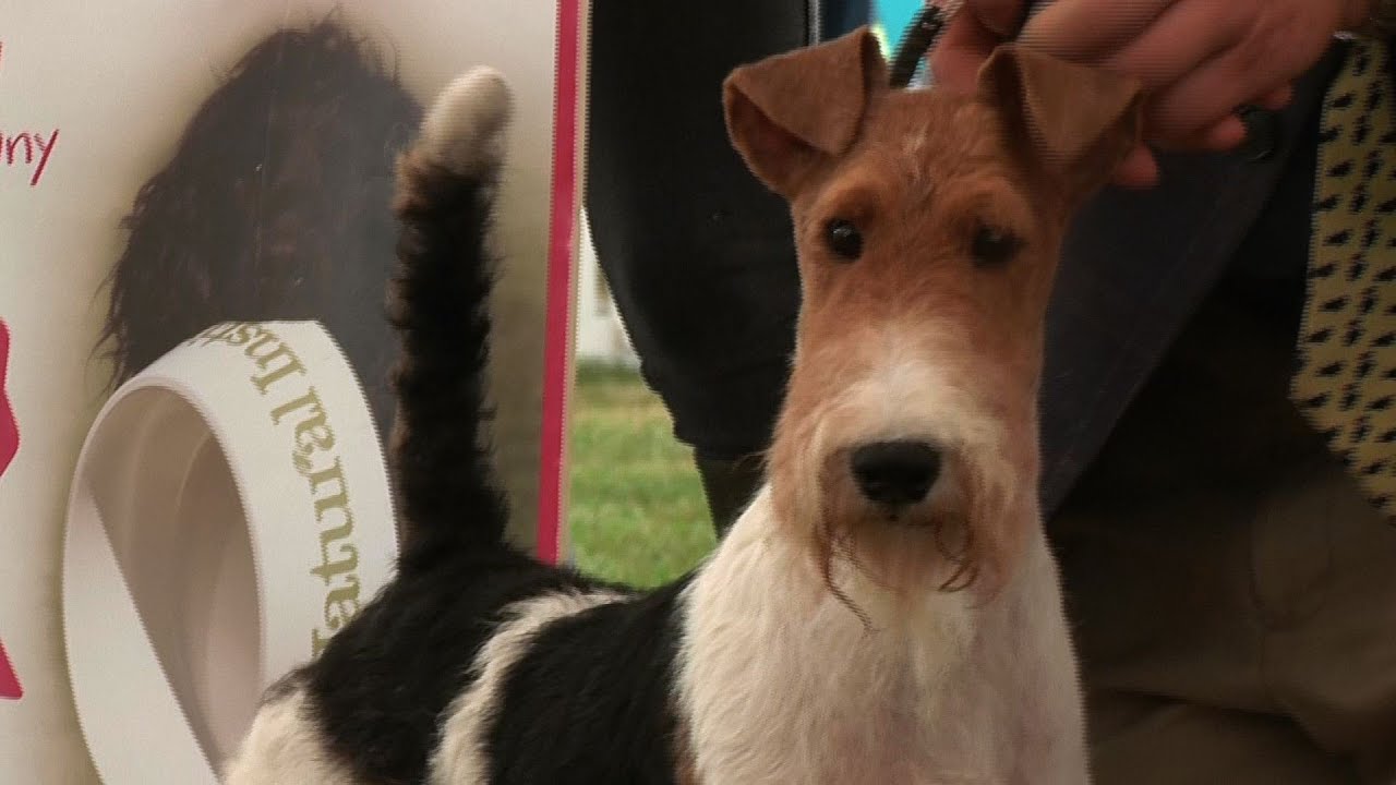 Richmond Dog Show 2016 Terrier group Shortlist YouTube